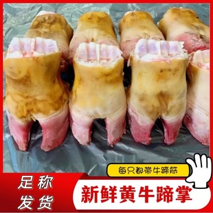 顺丰新鲜黄牛蹄掌牛蹄子 原切牛脚掌牛爪子 整只黄牛掌尖带牛蹄筋