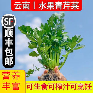 云南可生食水果嫩芹菜农家新鲜香芹青芹芹菜榨汁减脂蔬菜沙拉代餐