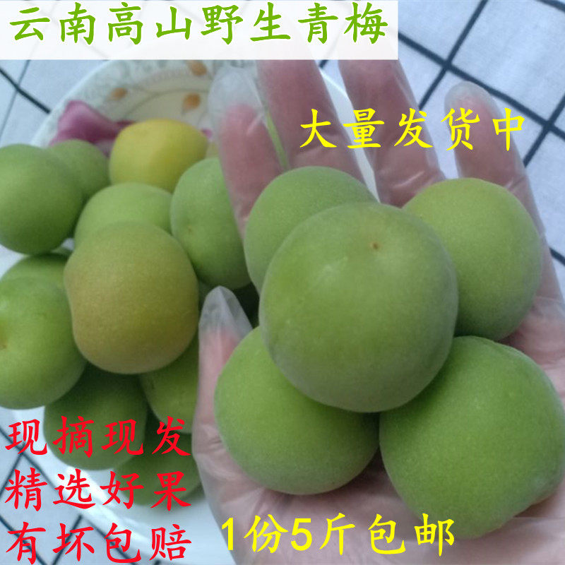云南青梅鲜果高山野生大理洱源现摘新鲜酸脆梅子泡酒用酵素孕妇