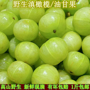 滇橄榄云南野生余甘子新鲜现摘油甘果应季孕妇酸水果牛甘油柑果