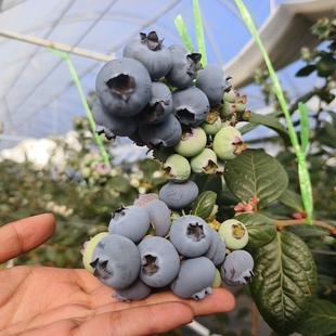 产地直发顺丰 云南高原湖畔蓝莓颗颗饱满粒粒酸甜 包邮 L11