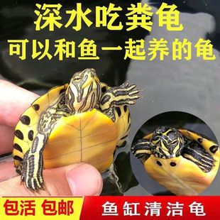 鱼缸混养吃粪家养招财龟苗活体观赏小乌龟活物宠物 深水黄耳龟