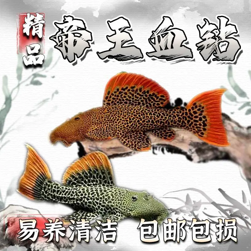 南美异形鱼L600帝王血钻l600帝王苗血砖异形观赏鱼工具鱼观赏