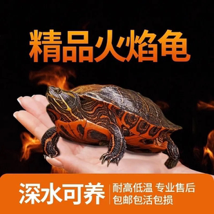 火焰龟深水龟活体外塘宽纹鱼缸混养冷水吃粪龟乌龟活物观赏龟