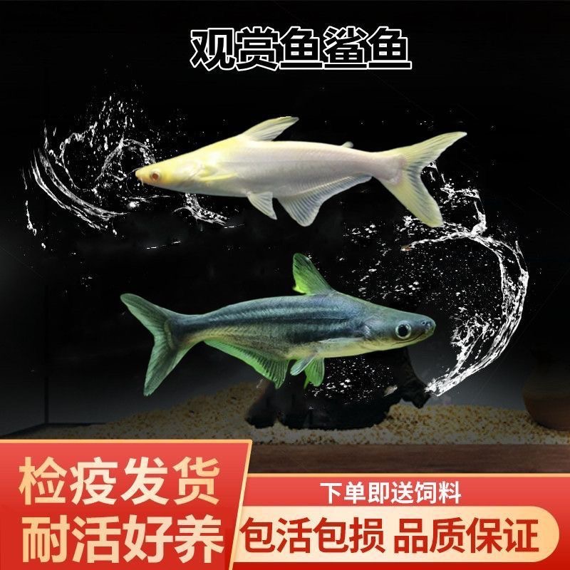 淡水鲨鱼大型热带观赏鱼