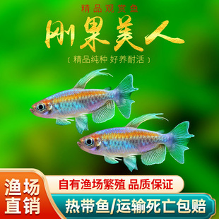 剛果美人電光美人石美人藍(lán)美人魚熱帶觀賞魚小型淡水魚群游活體魚