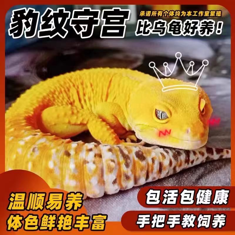 豹纹守宫蜥蜴爬宠活物入门新手