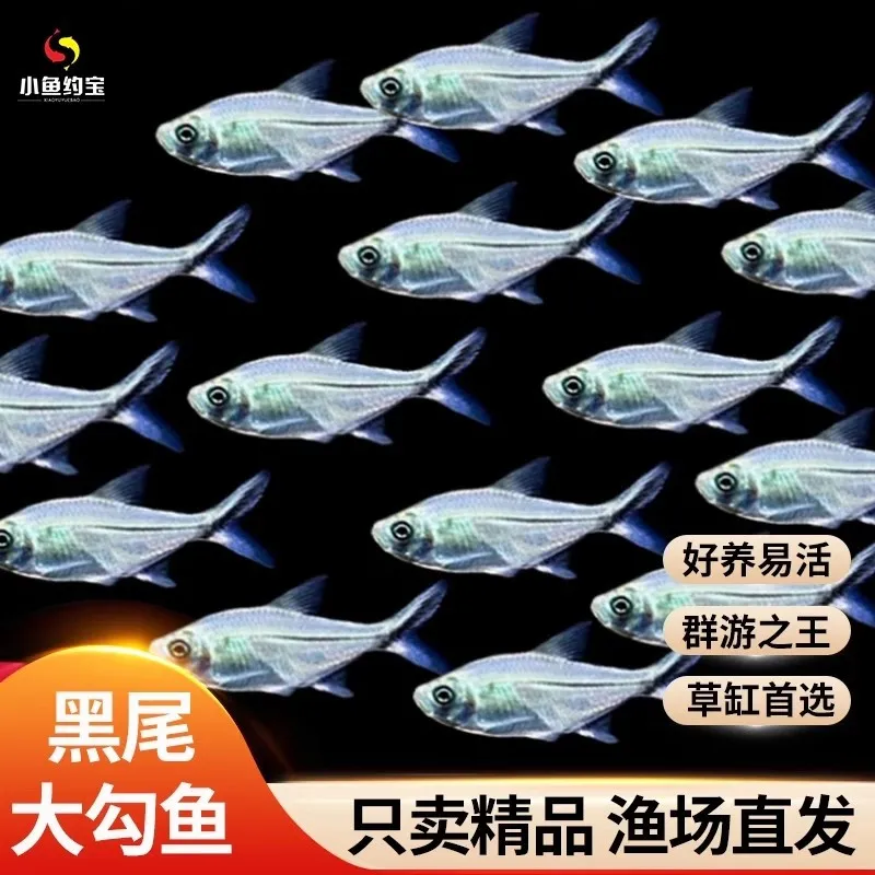 黑尾大勾宠物观赏鱼群游鱼草缸小型热带鱼小鱼苗灯科鱼小金鱼包活