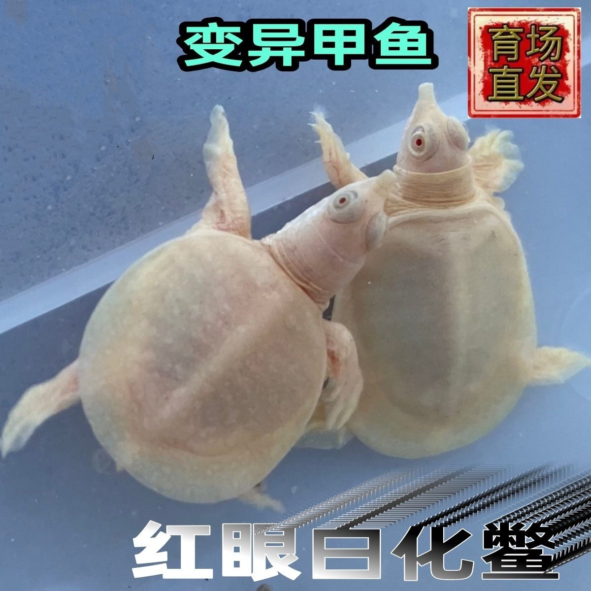 甲鱼白化人工养殖变异红眼鳖网红宠物黄金鳖易养深水新奇萌宠甲鱼