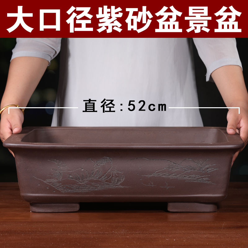 紫砂花盆榕树老桩盆栽