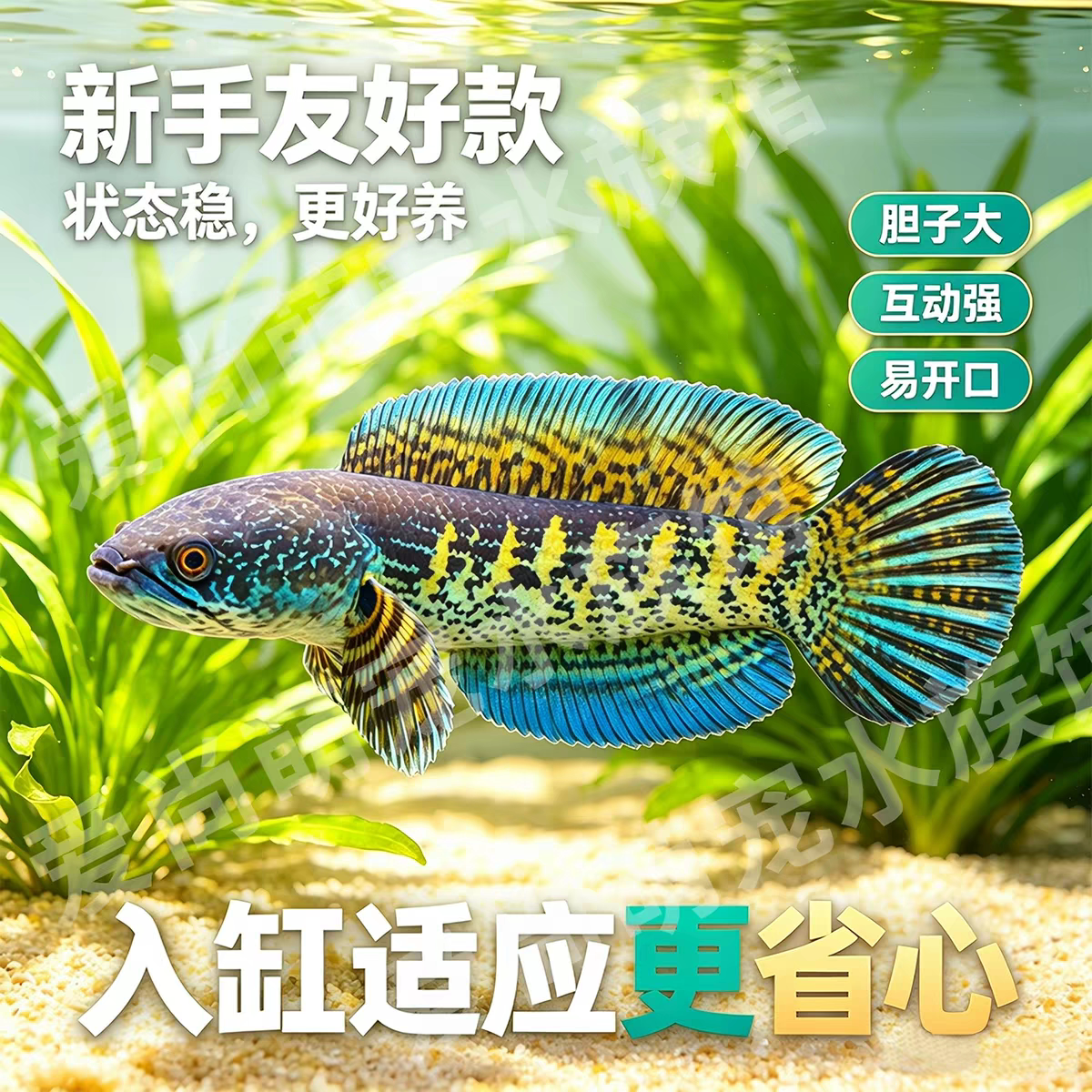 印尼黄金眼镜蛇雷龙鱼幼鱼活体