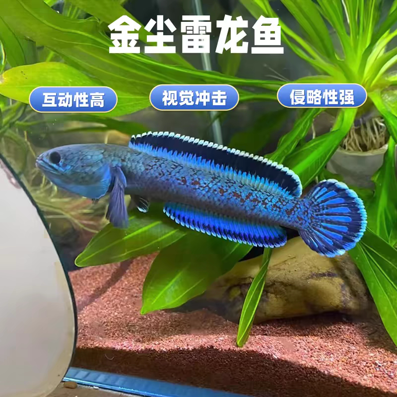 金尘血斑雷龙鱼热带观赏鱼