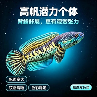 印尼黄金眼镜蛇雷龙鱼幼鱼观赏鱼新手易养活体宠物鱼凶猛冷水鱼