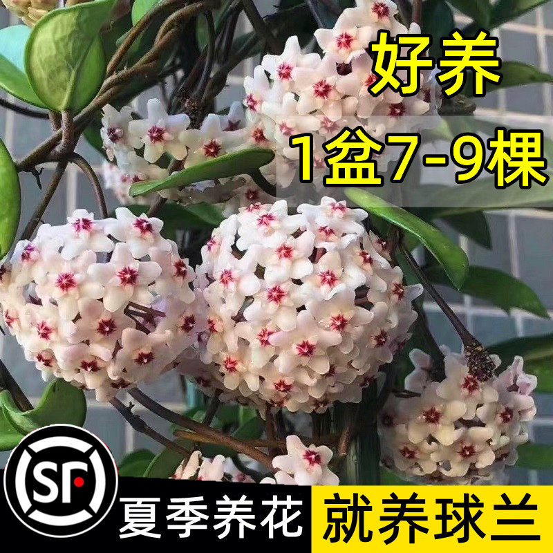 球兰带花大苗盆栽绿植四季开花卉室内爬藤庭院好养植物吊兰卷心叶