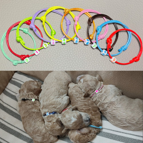 宠物刚出生幼猫幼犬识别带可调节