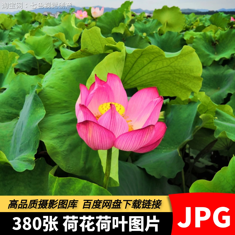 高清JPG荷花荷叶素材池塘莲花清新夏日雨后绿色植物睡莲摄影图片