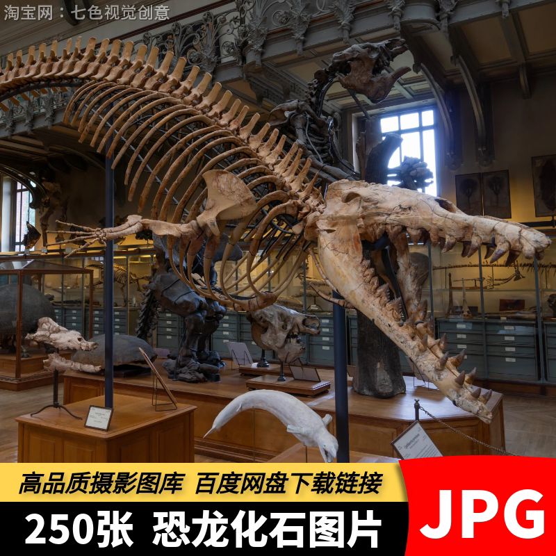 高清JPG恐龙化石素材动物骨骼远古骨骸肉食动物骨架模型摄影图片