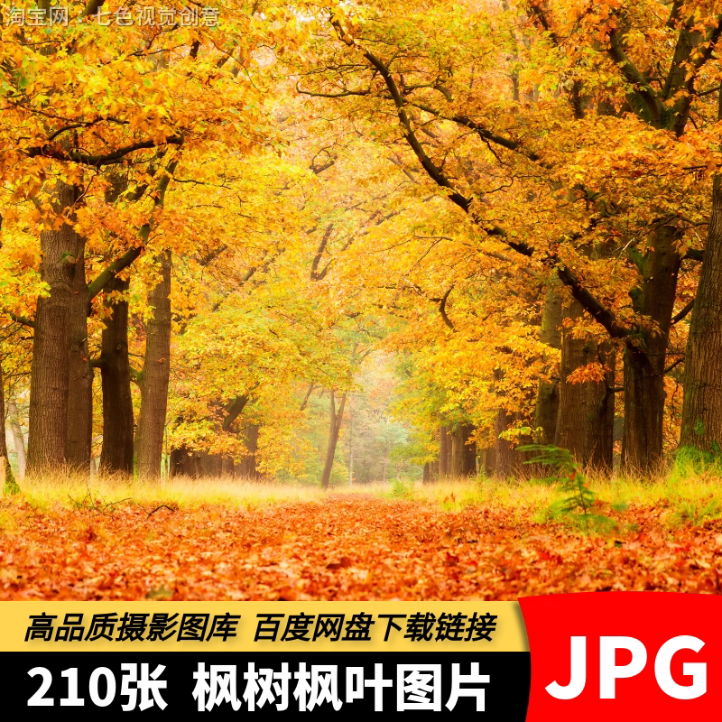高清JPG枫树枫叶素材秋天深秋黄色落叶唯美背景自然风景摄影图片