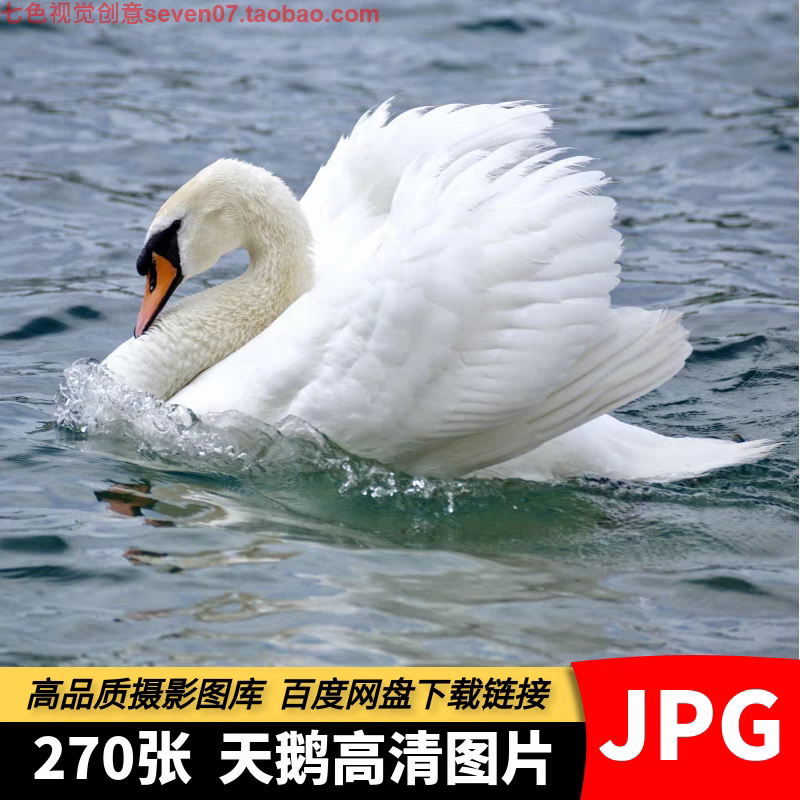 高清4K天鹅图片黑白灰天鹅飞翔动物鸟类摄影美术绘画设计参考素材
