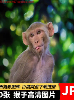 高清图片猴子金丝猴长尾猴狐猴山上野生动物摄影绘画参考设计素材