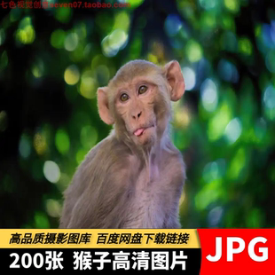 高清图片猴子金丝猴长尾猴狐猴山上野生动物摄影绘画参考设计素材