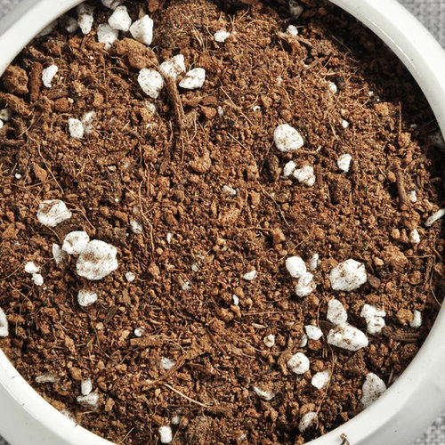 多肉植物种植土营养土颗粒土种菜土泥炭土有机营养土园艺用土肉肉