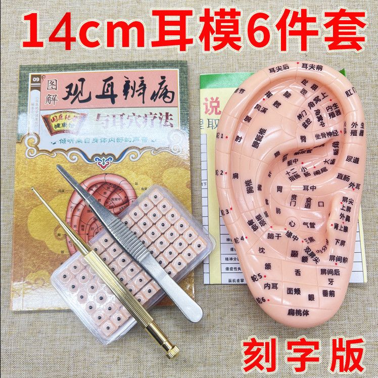 耳穴模型14厘米耳穴位模型反射区清晰刻字耳穴耳部针灸模型耳朵耳