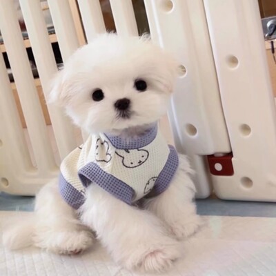 宠物小狗狗撞色衣服马尔济斯泰迪比熊小型犬防掉毛华夫格无袖