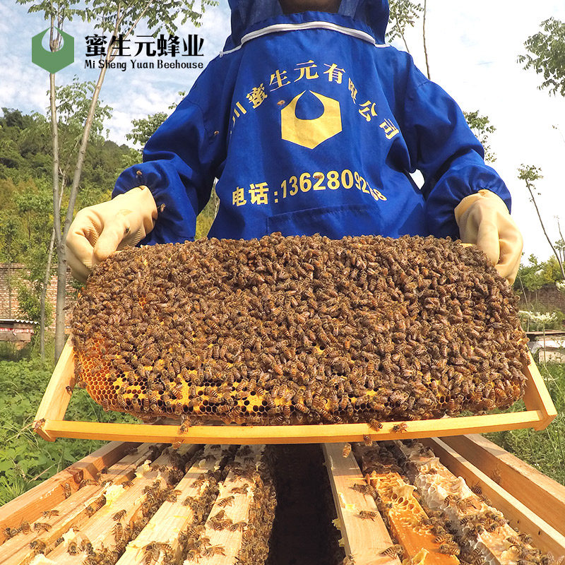 中蜂蜂群出售阿坝蜜蜂活体优质良种土密蜂王种王带子脾中华活群蜂在类目 宠物/宠物食品及用品, 其它宠物, 其它宠物中 - 来自Buy2taobao.com提供专业的淘宝代购服务