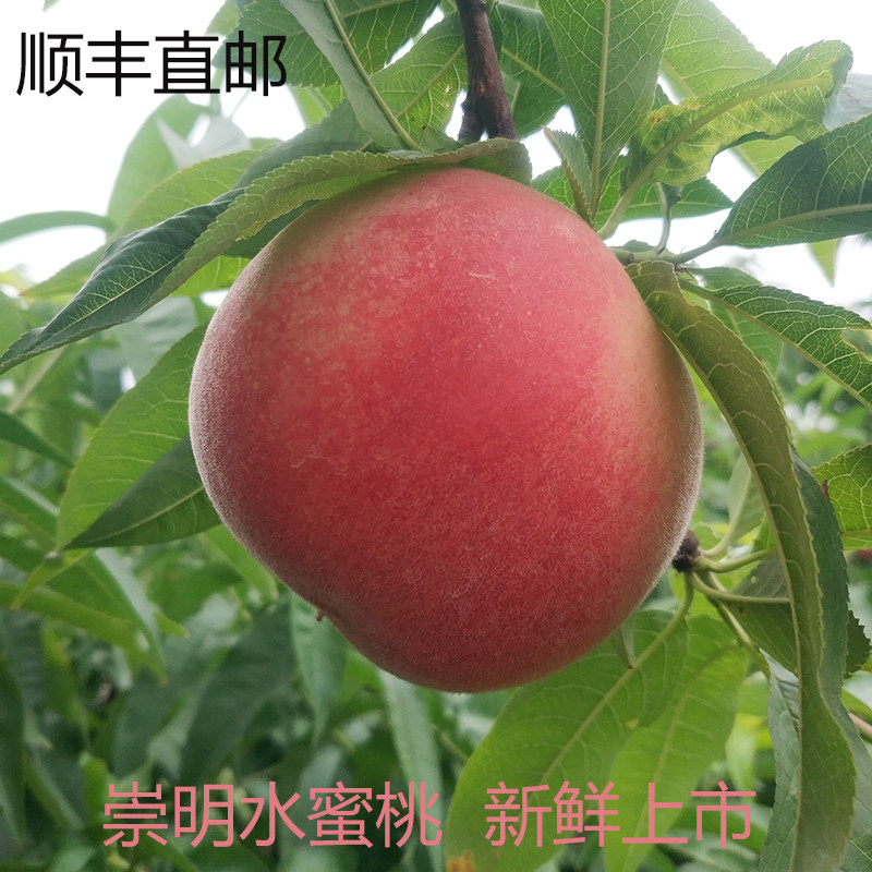水蜜桃崇明农产品上海崇明