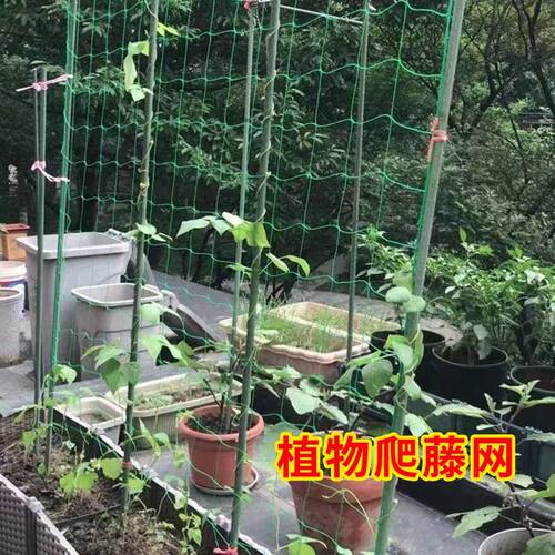 植物爬藤网丝瓜葡萄月季黄瓜攀爬网百香果搭架网种植网园艺家用