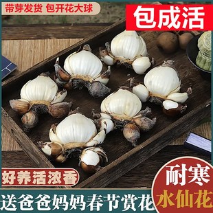 现货速发水仙花种球水培植物含盆水养花卉室内绿植郁金香风信子重