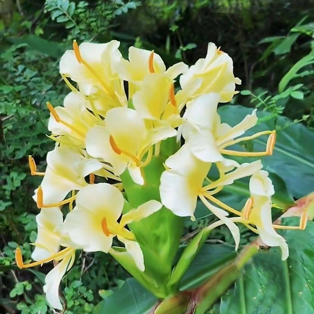 云南夜寒苏现采野姜花蝴蝶姜白蝴蝶花路边姜姜花土姜活山姜活根