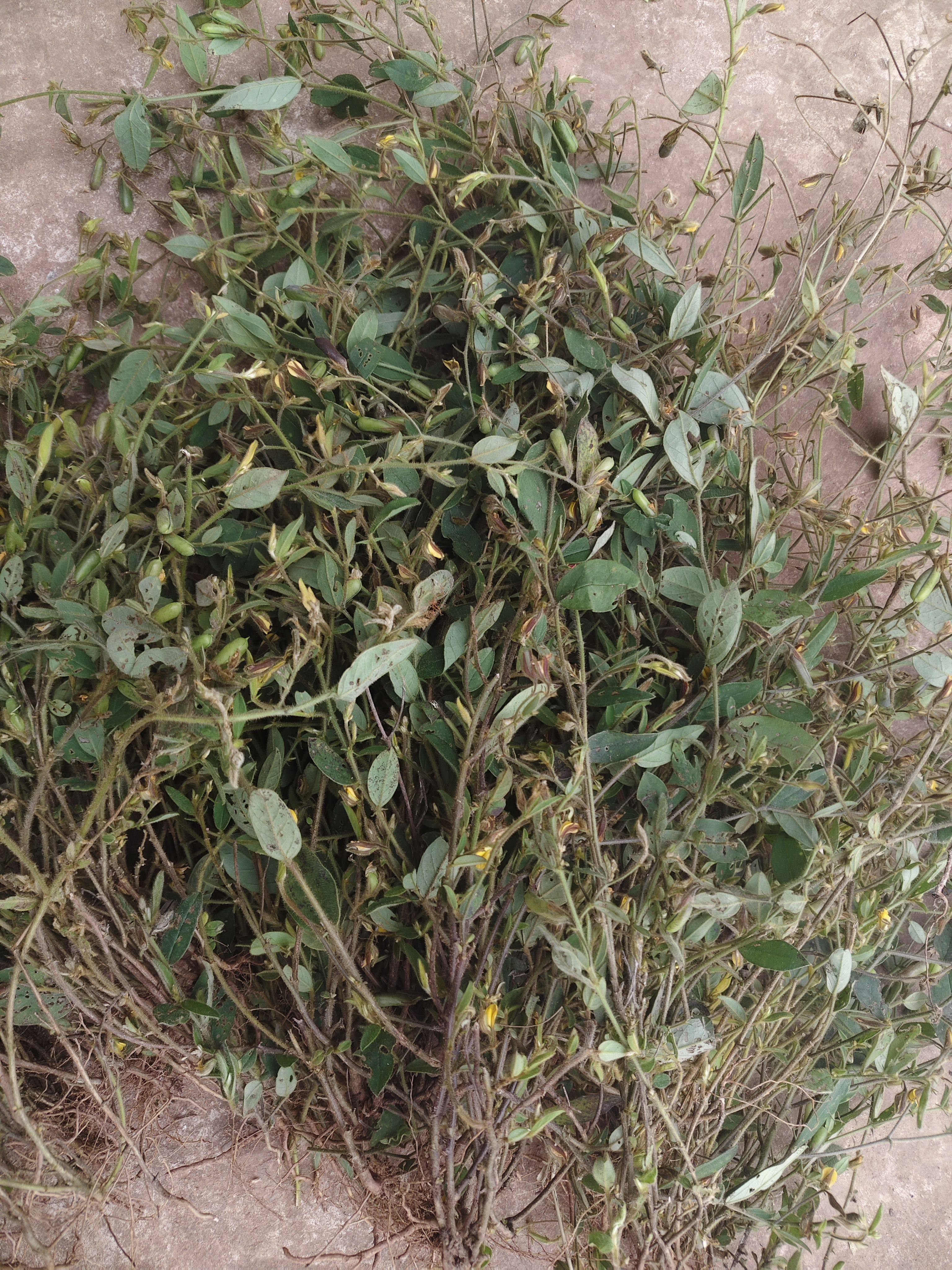 响铃草中药500克响灵草云南马响铃鲜货非种植铃子草耳呜耳响泡水