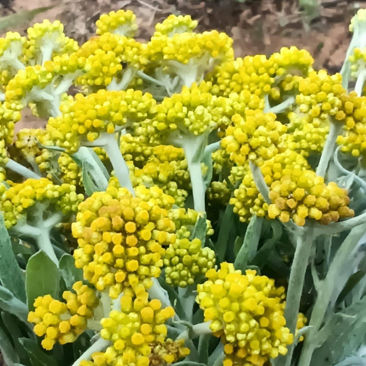 鼠曲草新鲜青团艾草棉菜清明菜软