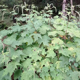 云南新鲜红活麻根 红荨麻草 红禾麻根 红荨麻根鲜根包邮500克