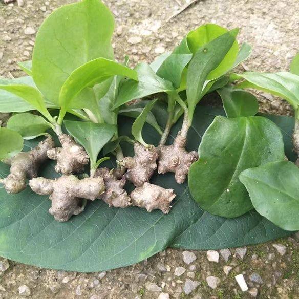 新鲜现采藤三七果球植物苗食用药用种子根茎室外易活爬藤绿植