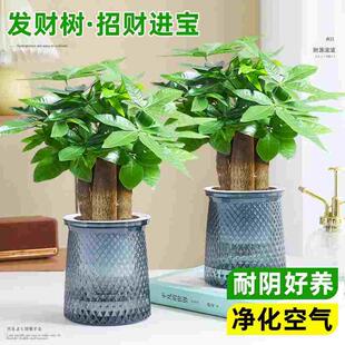发财树绿植小盆栽客厅办公室内水培招财植物花卉盆景四季好养易活