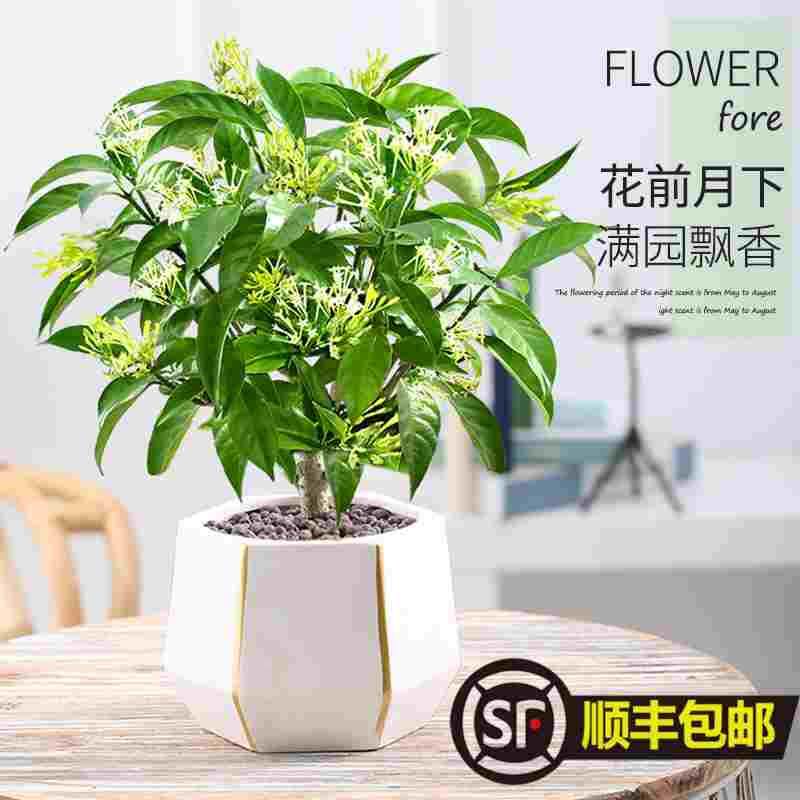夜来香盆栽花树苗老桩室内室外驱蚊驱虫花卉植物鲜花四季开花易活