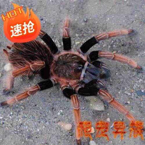 卡特琳娜蜘蛛卡塔利娜Ser属圣之王高端稀有物种骨灰级收藏玩家款