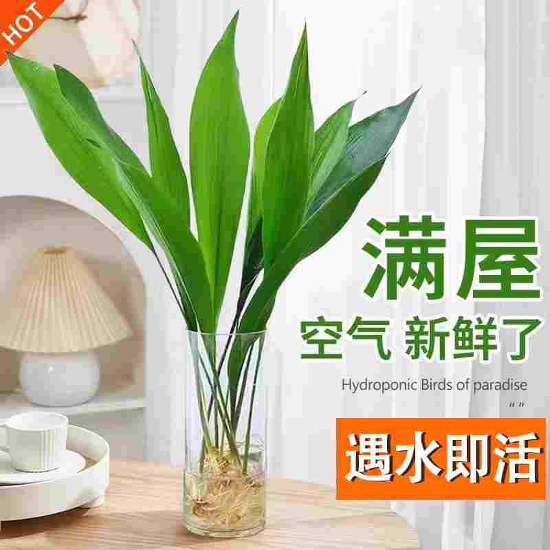 水培一叶兰绿植室内盆栽四季常青客厅水养植物好养活懒人绿萝桌面图片
