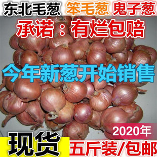 2020冲量正宗东北新鲜毛葱头 鬼子葱5斤小号黑龙江农家自产笨毛葱