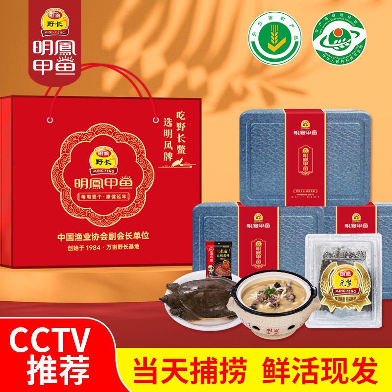 鲜活甲鱼中华鳖明凤野长鳖