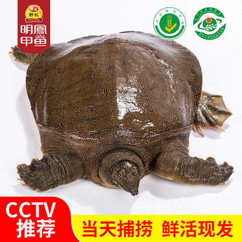 王八甲鱼价格 王八甲鱼图片 星期三
