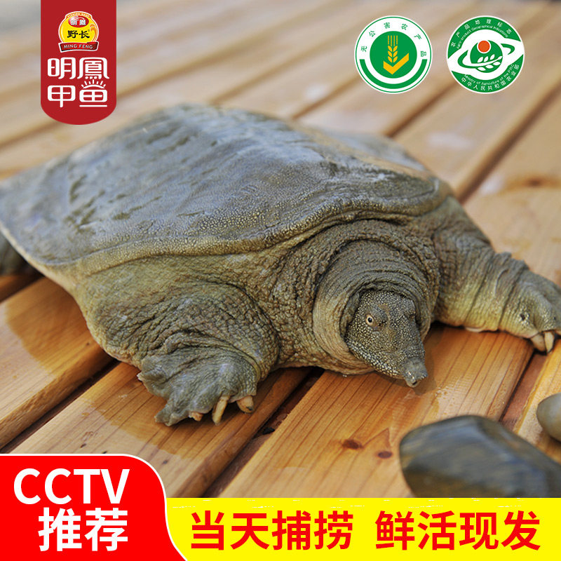 明凤优选4A甲鱼中华鳖王八水鱼团鱼，杭州湾生态放养活体900g公鳖