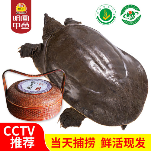 霸王甲鱼明凤老鳖高档礼盒