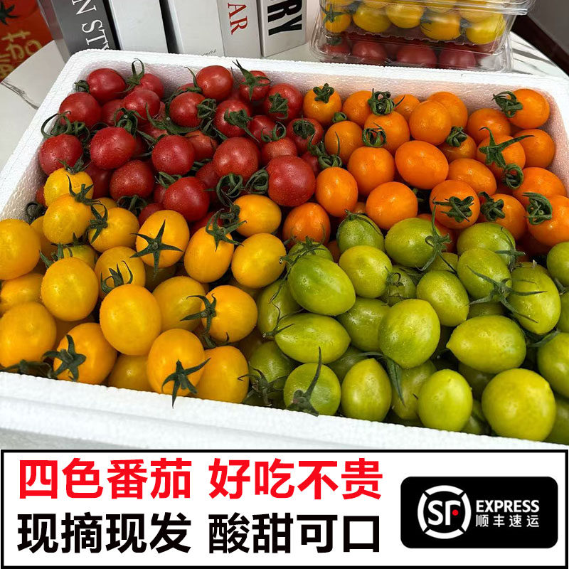 现摘现发四色混装小番茄组合香甜爆汁新鲜果蔬圣女果顺丰包邮