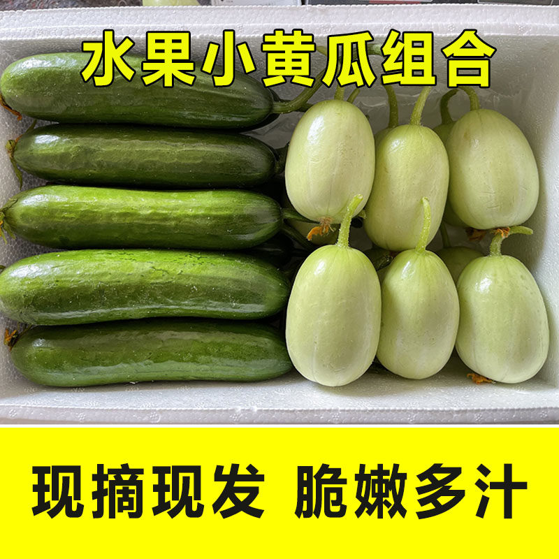 玉女水果黄瓜现摘现发