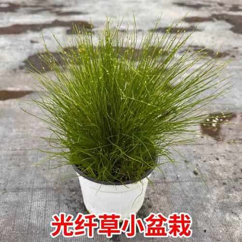 光纤草多年生地被植物盆栽克拉香草画眉菅垂枝细莞阳台观赏易种植