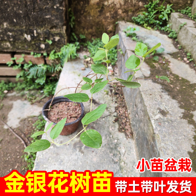 金银花种苗可食用药材用小苗